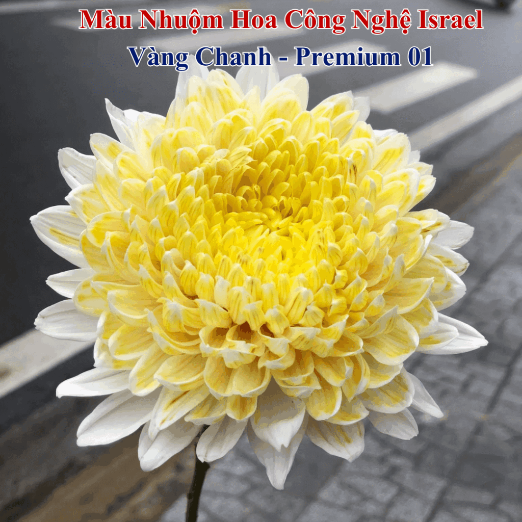 Nước Nhuộm Hoa Tươi Màu Vàng Chanh
