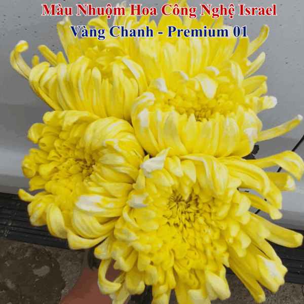 Nước Nhuộm Hoa Tươi Màu Vàng Chanh
