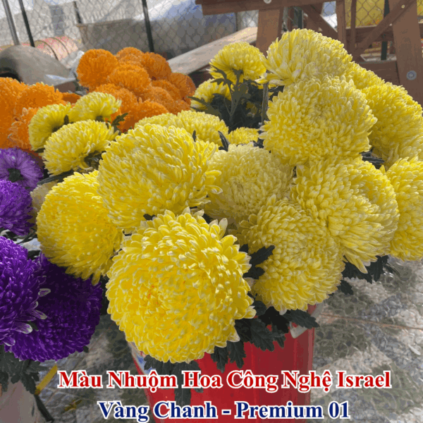 Nước Nhuộm Hoa Tươi Màu Vàng Chanh