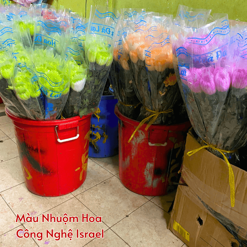 Bột Màu Nhuộm Hoa Tươi Công Nghệ Israel