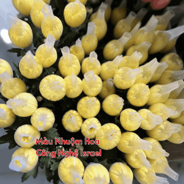 Nước Nhuộm Hoa Tươi Màu Vàng Chanh