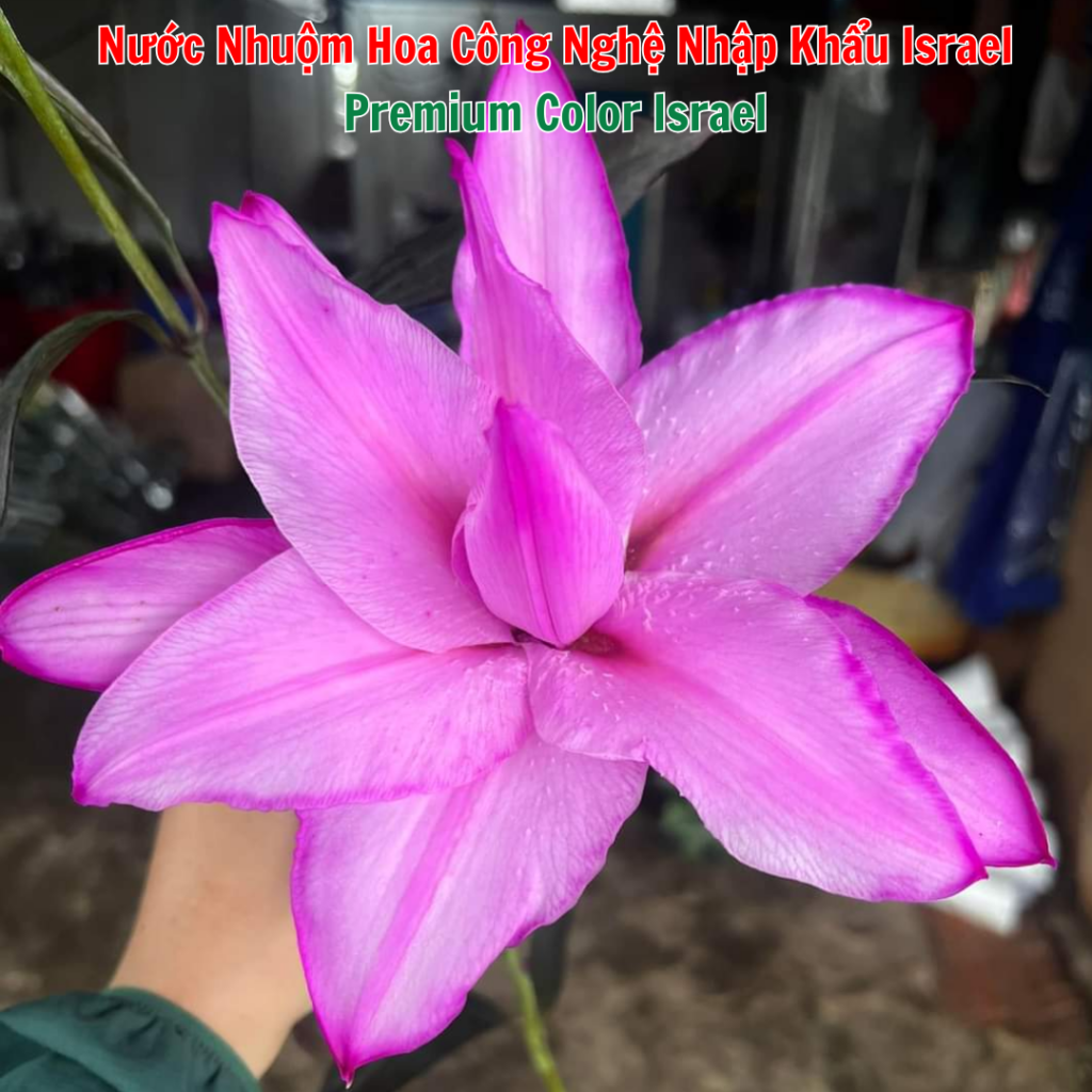 Nước Nhuộm Hoa Tươi Màu Hồng Sen Đậm Pre 05 Công Nghệ Israel
