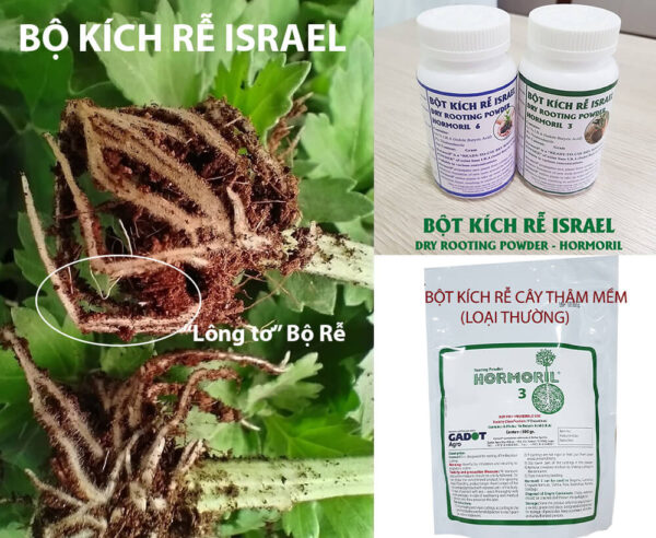 Thuốc Kích Rễ Israel Hormoril T3 – Nhân Giống Hoa Cúc Ra Rễ Nhanh