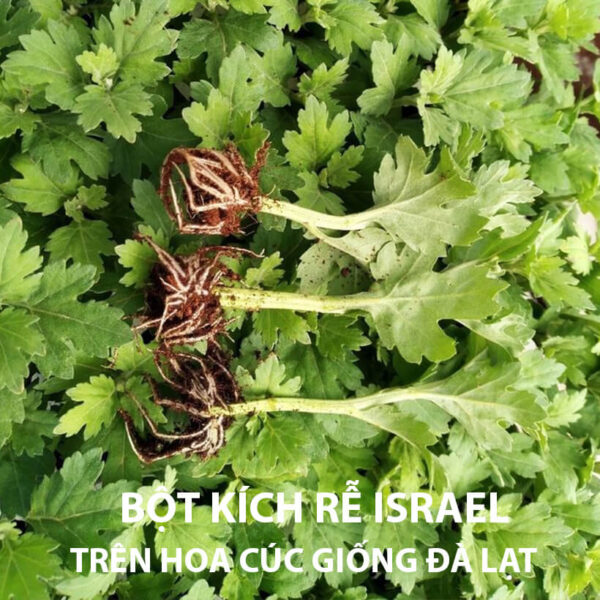 Thuốc Kích Rễ Israel Hormoril T3 – Nhân Giống Hoa Cúc Ra Rễ Nhanh