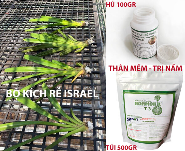 Thuốc Kích Rễ Hoa Lan Israel HORMORIL T3 100gr – Ra Rễ Nhanh, Hỗ Trợ Trị Nấm