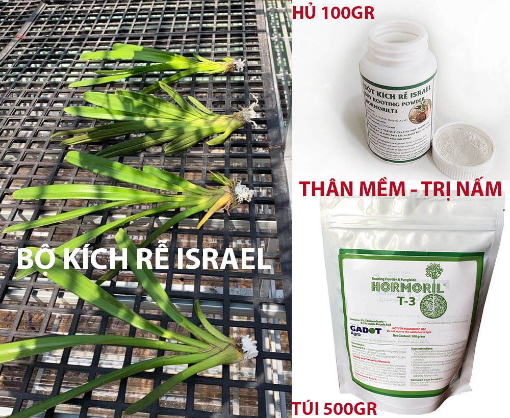 Thuốc Kích Rễ Hoa Lan Israel HORMORIL T3 100gr – Ra Rễ Nhanh, Hỗ Trợ Trị Nấm