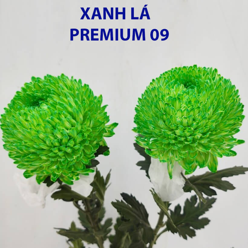Nước Nhuộm Hoa Tươi Màu Xanh Lá Pre 09 Công Nghệ Israel