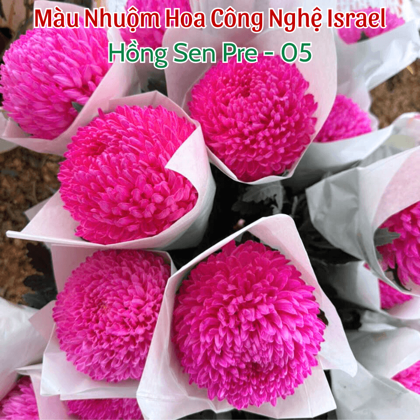 Nước Màu Nhuộm Hoa Tươi Israel