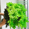 Nước Nhuộm Hoa Tươi Màu Xanh Lá Pre 09