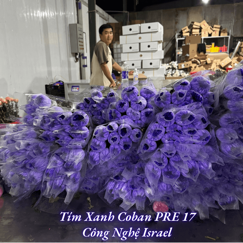 Bột Nhuộm Hoa 500gr Premium Color Israel