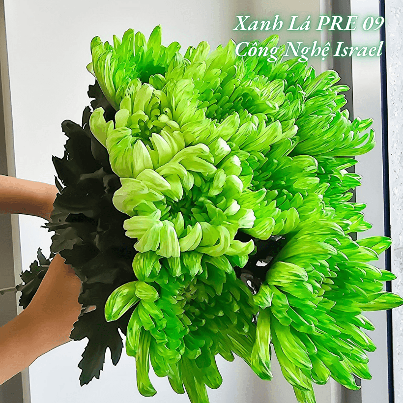 Nước Nhuộm Hoa Tươi Màu Xanh Lá Pre 09