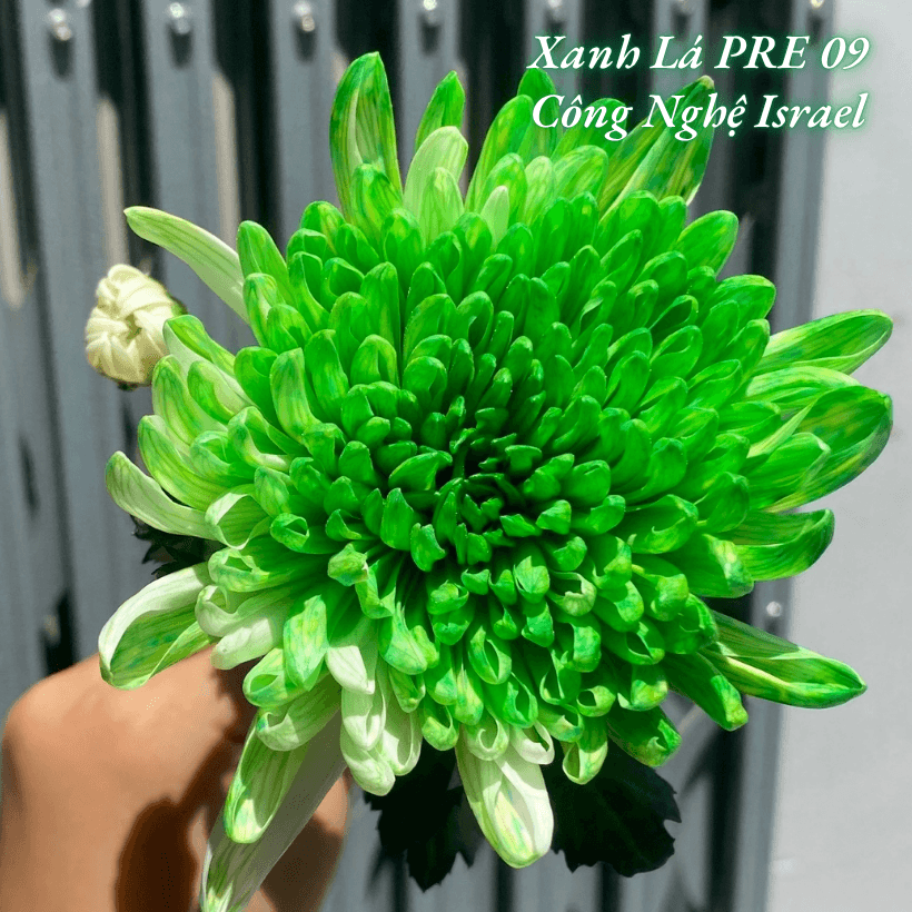 Nước Nhuộm Hoa Tươi Màu Xanh Lá Pre 09