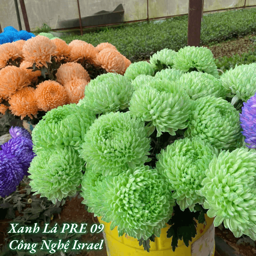 Nước Nhuộm Hoa Tươi Màu Xanh Lá Pre 09