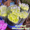 Bột Nhuộm Màu Cho Hoa Tươi Israel