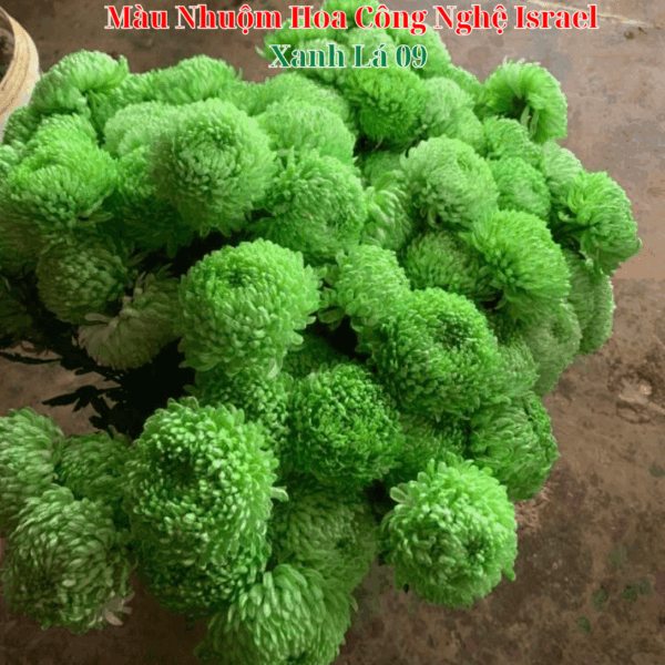 Nước Nhuộm Hoa Tươi Màu Xanh Lá Pre 09