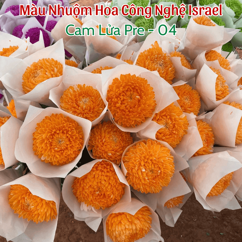 Nước Màu Nhuộm Hoa Tươi Israel