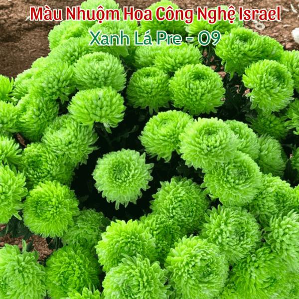 Nước Nhuộm Hoa Tươi Màu Xanh Lá Pre 09