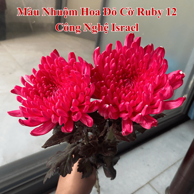 Bột Nhuộm Hoa 500gr Premium Color Israel