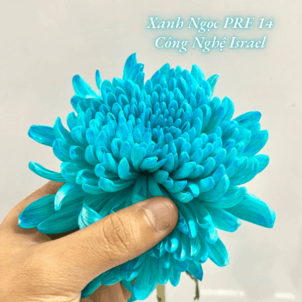 Nước Màu Nhuộm Hoa Tươi Israel