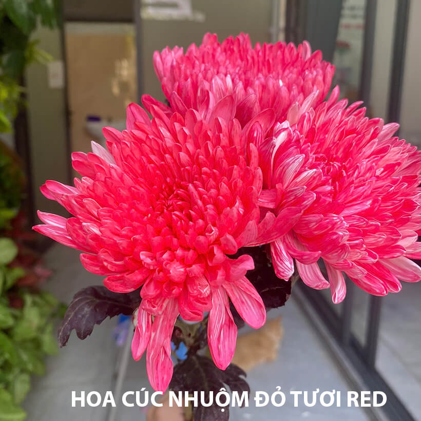 Nước Màu Nhuộm Hoa Tươi Premium Israel.
