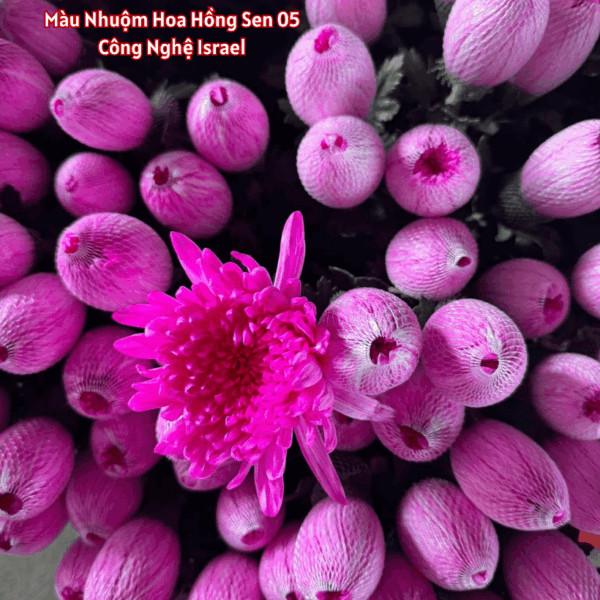 Nước Màu Nhuộm Hoa Tươi
