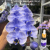Thuốc Nước Nhuộm Hoa Lan Hồ Điệp Trắng Orchid Đổi Màu (10ml đậm đặc)