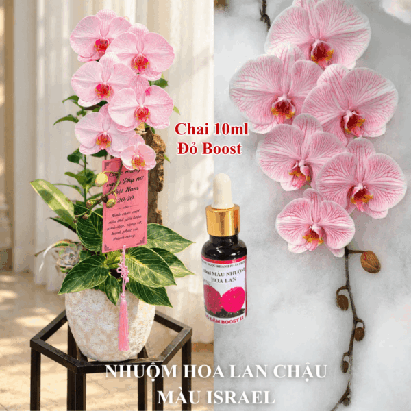Thuốc Nước Nhuộm Hoa Lan Hồ Điệp Trắng Orchid Đổi Màu (10ml đậm đặc)