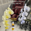 Thuốc Nước Nhuộm Hoa Lan Hồ Điệp Trắng Orchid Đổi Màu (10ml đậm đặc)