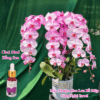 Thuốc Nước Nhuộm Hoa Lan Hồ Điệp Trắng Orchid Đổi Màu (10ml đậm đặc)