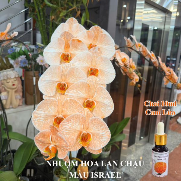 Thuốc Nước Nhuộm Hoa Lan Hồ Điệp Trắng Orchid Đổi Màu (10ml đậm đặc) Thuốc Nước Nhuộm Hoa Lan Hồ Điệp Trắng Orchid Đổi Màu (10ml đậm đặc)