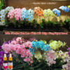 Thuốc Nước Nhuộm Hoa Lan Hồ Điệp Trắng Orchid Đổi Màu (10ml đậm đặc)