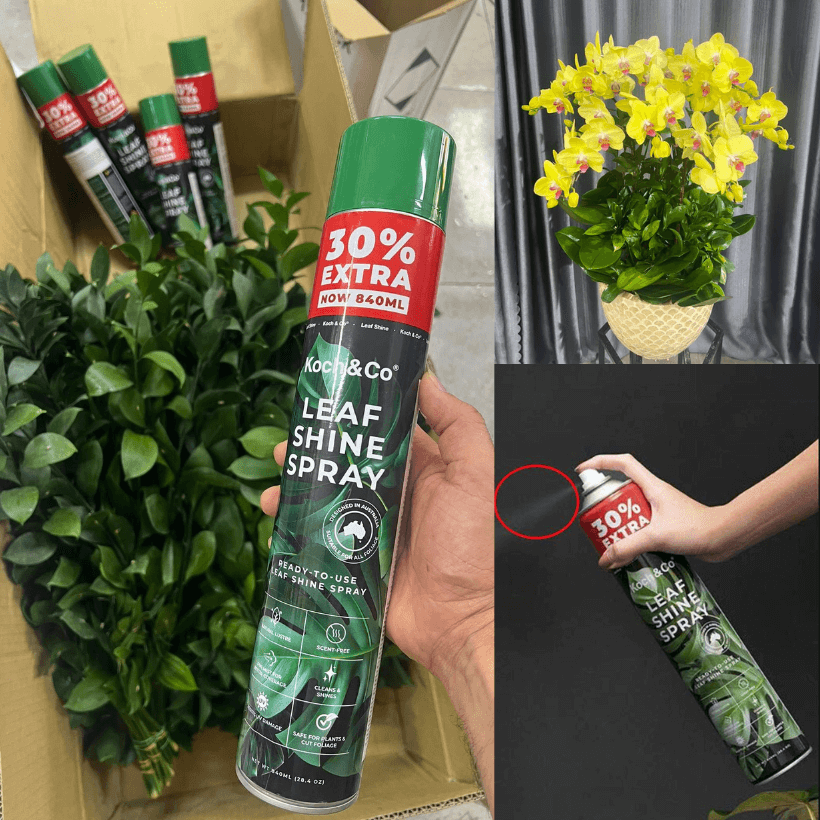 Xịt bóng lá cây lan chậu hồ điệp